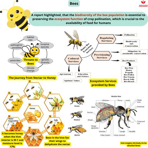 Honey to the Bee Review (2024) .